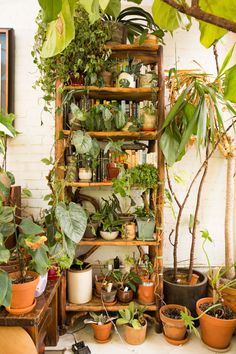 a room filled with lots of potted plants