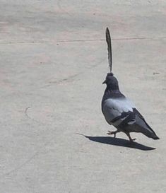 a pigeon is standing on the concrete and looking at something in the distance with its tail extended