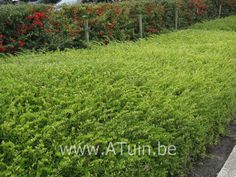 the bushes are lined up along the side of the road, with cars parked in the background