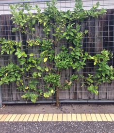 an image of a plant that is growing out of a fence