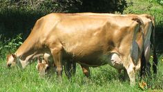 a brown cow eating grass in a field