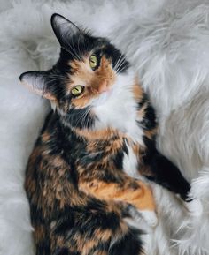 a calico cat laying on top of a fluffy white blanket looking up at the camera