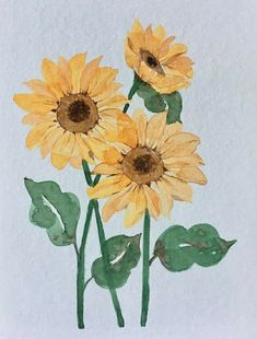 three yellow sunflowers with green leaves on a white background, watercolor drawing