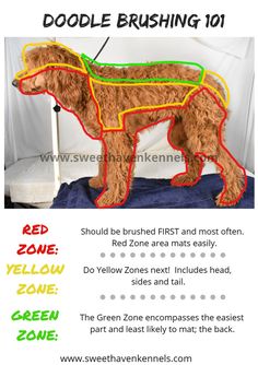 a red poodle is shown with the instructions to make it look like he's wearing