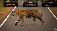 a tiger walking across the road in front of some cars on it's side