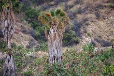 two palm trees in the middle of a field with mountains in the backgroud