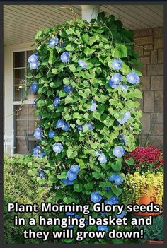 blue flowers growing on the side of a building with text that reads, plant morning glory seeds in a hanging basket and they will grow down