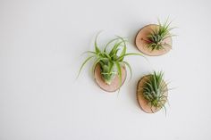 three air plants sitting on top of small wooden discs mounted to the wall above them