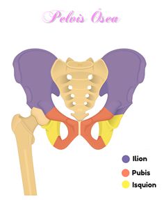 the pel bone is shown with different colors