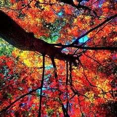 the top of a tree with red and yellow leaves on it, looking up into the sky