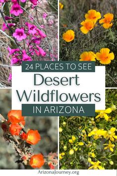 Montage of 4 desert wildflowers up close, with text overlay Arizona Wildflowers, Desert Wildflowers, Arizona Lakes, Travel Arizona, Southwest Travel