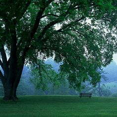 a bench under a large tree in the middle of a field