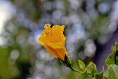 a yellow flower with green leaves in the foreground and blurry trees in the background