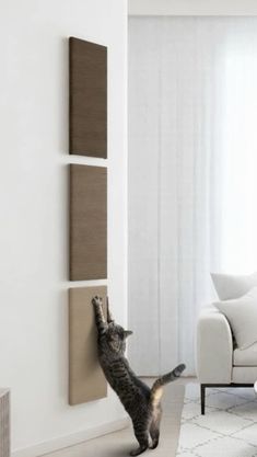 a cat standing on its hind legs in front of a living room wall mounted panel