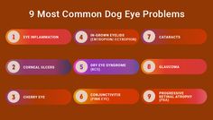 List of Dog Eye Problems Red Eyes Remedy, Dogs Eyes Problems, Dogs Eyes, Vet Nursing, Vet Tech Student, Eye Problems, Dog List, Eyes Problems, Dog Eyes