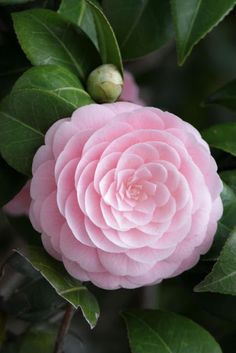 a pink flower with green leaves around it