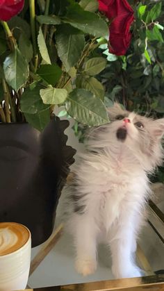 a white kitten sitting on top of a table next to a vase with red roses