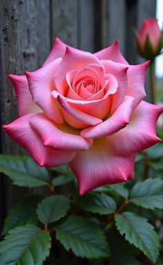 a pink rose with green leaves in front of a wooden fence