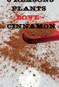 a spoon full of cinnamon powder with the words 6 reasons plants love cinnamon on it