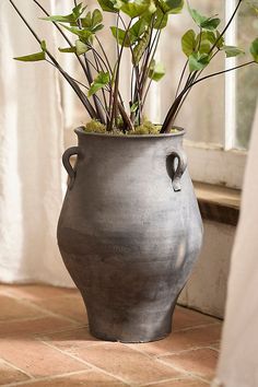 a potted plant in front of a window