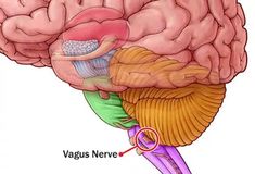 High blood sugar can be a sign of diabetes or prediabetes. The drugs that treat it sometimes cause low blood sugar too. WebMD helps guide you through the effects of both. The Vagus Nerve, Daily Yoga Workout, Low Blood Sugar, Vagus Nerve, Medical Information, Health Articles