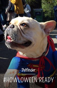 a dog dressed up in a costume with the words petfinderr halloween ready on it's chest