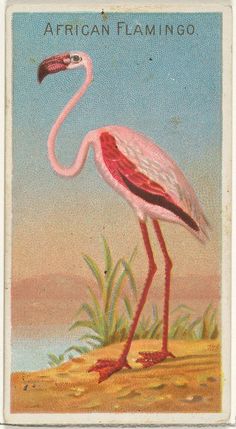 a pink flamingo standing on top of a sandy beach