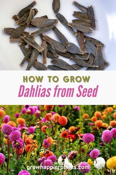 how to grow dahlias from seed with text overlay that reads, how to grow dahlias from seed