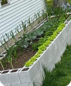 an outdoor garden with plants growing out of the side of a wall and grass on the ground