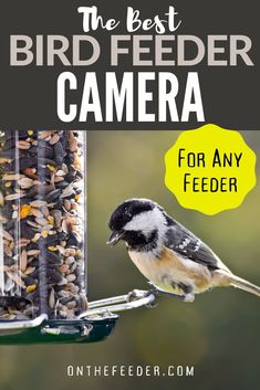 the best bird feeder camera for any feeder is it's easy to take pictures