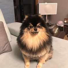 a small dog sitting on top of a bed