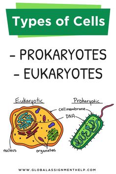 an illustrated diagram of the types of cells