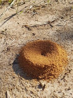 a brown substance sitting on top of a sandy ground