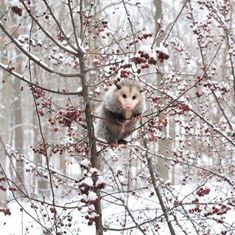 an animal sitting on top of a tree next to snow covered trees in the woods