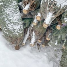 a bunch of trees that are covered in snow and have been cut down to make them look like christmas trees