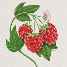 a painting of raspberries on a branch with leaves