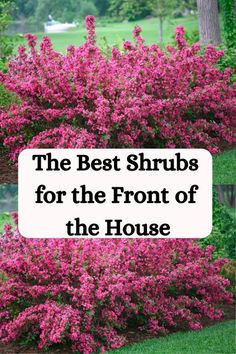 the best shrubs for the front of the house