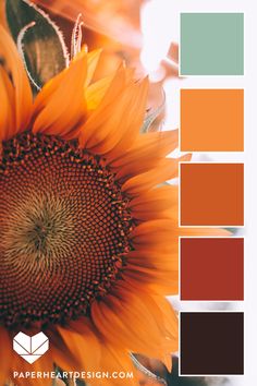 a sunflower is shown in the center of this color palette