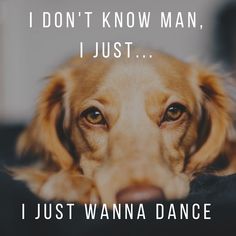 a brown dog laying on top of a bed next to a quote that reads i don't know man, i just just wanna dance