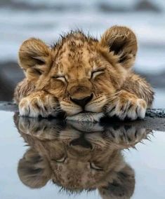 a close up of a lion laying on top of a wet surface with its eyes closed