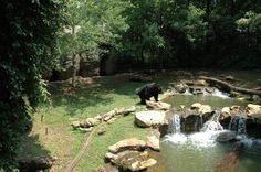 a black bear standing on top of a lush green field next to a river and waterfall