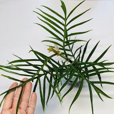 a person holding a plant in their hand on a white surface with other plants behind it