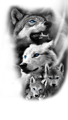 three wolfs with blue eyes are shown in this black and white photo