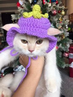 a white cat wearing a purple crochet hat and holding it's owner