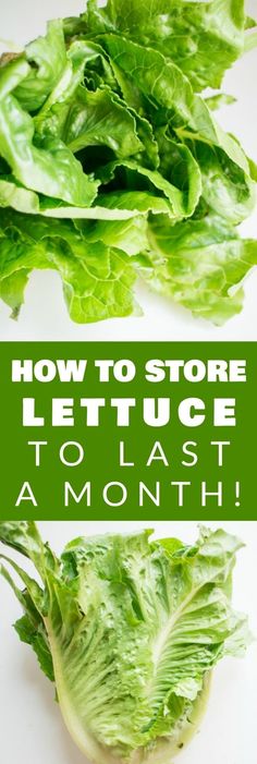 lettuce leaves with the words how to store lettuce to last a month