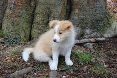 a white and brown puppy sitting next to a tree