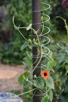 an orange flower growing on the side of a metal pole in front of some plants