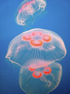 two jellyfish swimming in the blue water