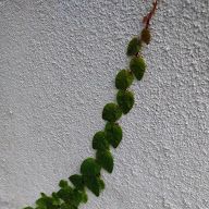 a plant is growing on the side of a wall