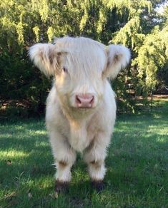 a small white cow standing on top of a lush green field next to some trees